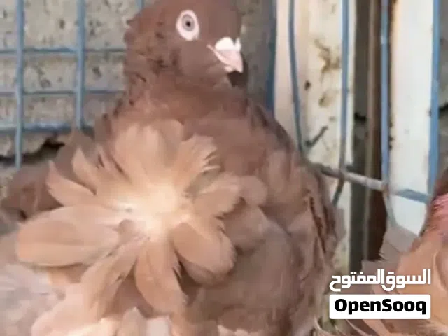 حمام زينه كشكي ونفاخ