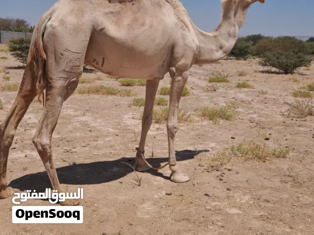 سودانية للبيع