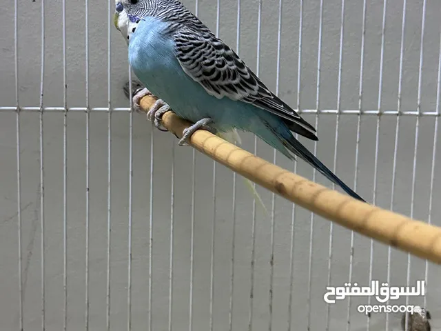 طيور زينه امورهن تمام