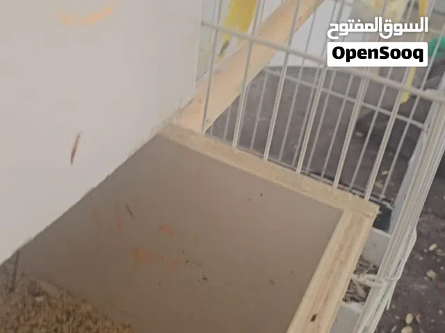جوز درة منتج ابو فراخ لاتينو للتواصل الرقم في الوصف