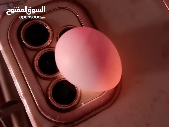 جوز كوكتيل الذكر لاتينو والانثى ايزابيل تحته 4 بيضات مخصبات السعر 50 بدون قفص 55مع قفص الموقع