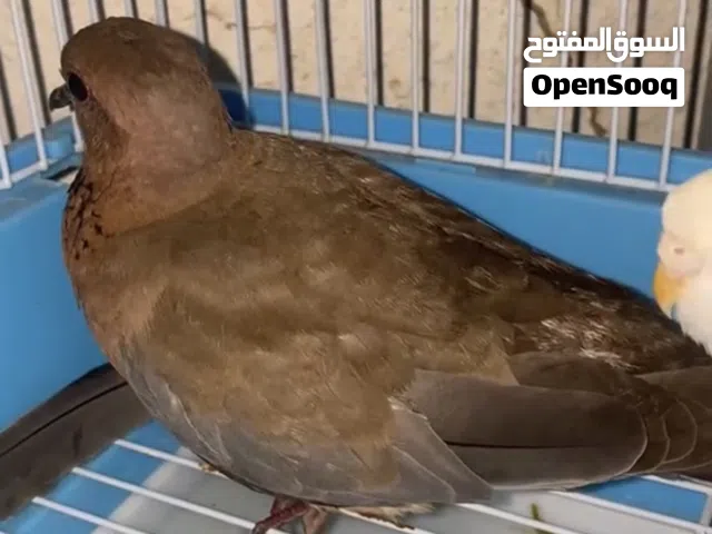 السلام عليكم ورحمة الله وبركاته