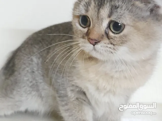 قطة جولد اسكوتش استريت