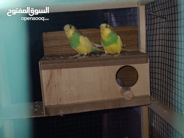زوج طيور الحب