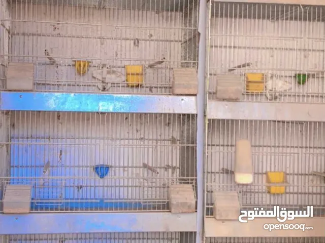 سلاكات ايطالية درجة أولى