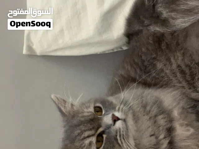 تبني قطتين مستعجل