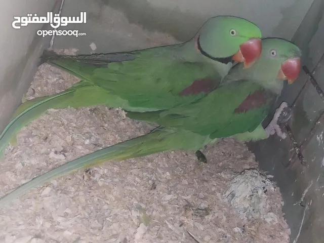 زوج كساندرا شغال