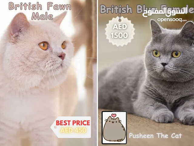 Pure British Shorthair Classic Fawn - بريتش شورت هير كلاسيكي