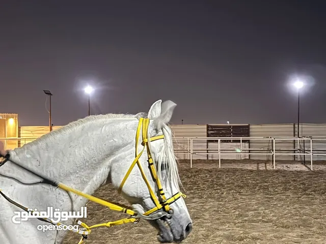 للبيع مصري بيور