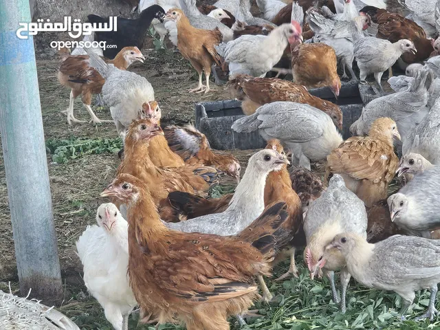 متوفر دجاج مكس بيور فيومي الالمنيوم والفرنسي الكلومبي الاحمر بيور عمر شهرين ونص