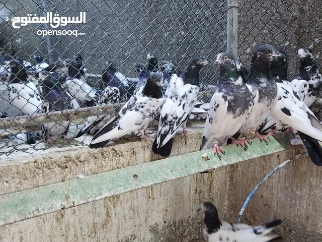 حمام باكستاني طيار