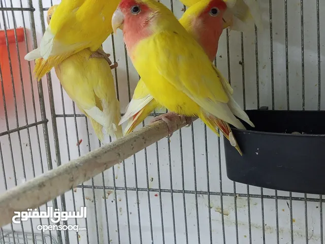 جواز روز اميات