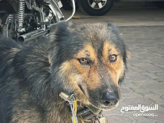 كلب جيرمن . بيعه مستعجله مطلوب 80 سبب البيع . محتاج مبلغ فقط