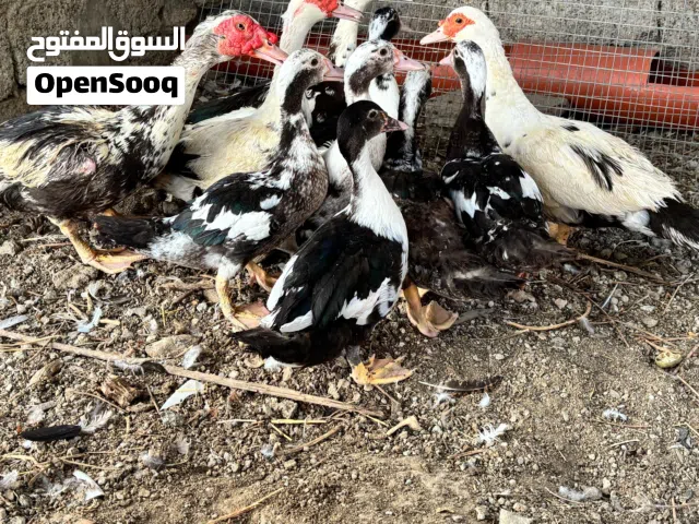 بط للبيع هجين