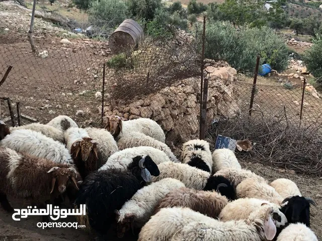 الكل يصلي على النبي أضاحي للبيع جميع الأوزان