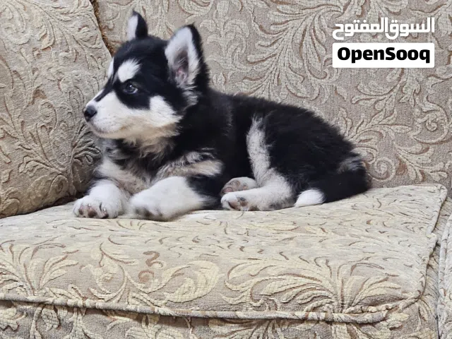 كلب هاسكي للبيع مميز