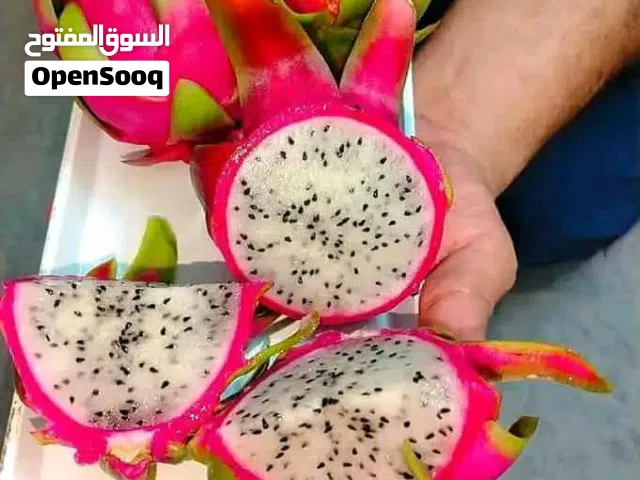 >>  الان موعد.زراعة الدراغن فروت   شتلات دراغن فروت (فاكهة التنين)  بأكياس