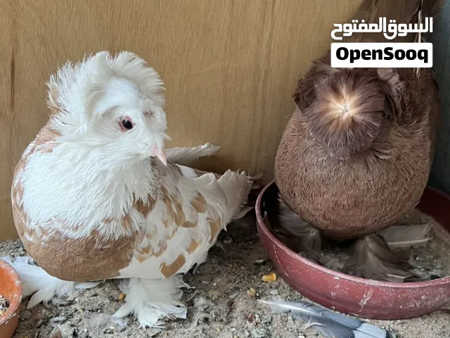 زوج بخاره امايات