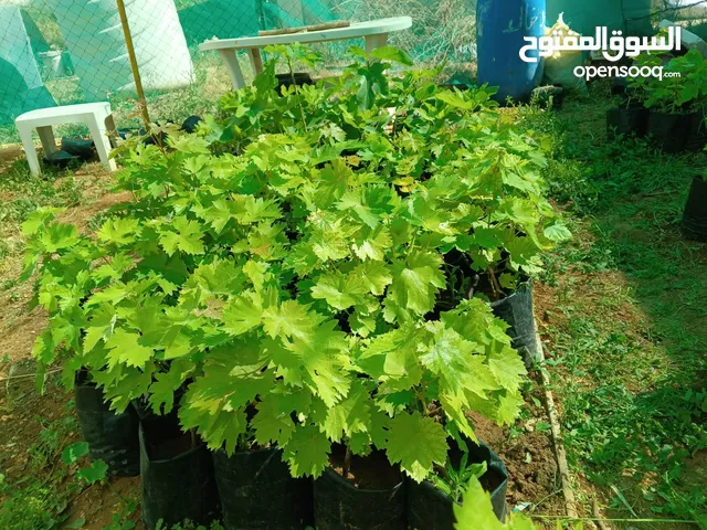 شتل عنب بادي وشامي