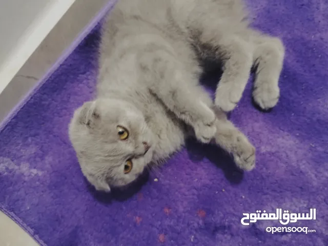 سكوتش فولد بيور ليلكي