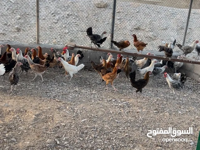 ديـاي عربي للبيع عمر 5 - 6 شهور