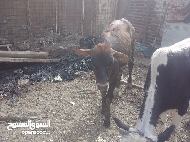 عجل اللبيع