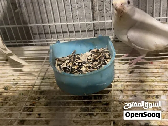 اقره التفاصيل فقط الي يدور طير زين يتفضل تدور ب فلس ونص ماعندي. طيور خط اول خشونه وحجم ومشروطات