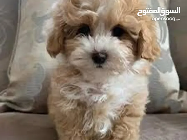 أجمل جراء مالتيبو ألوان مميزه العمر 3 اشهر مدربين عل الباد لعوبين مستوي ممتاز جدا الاثنين اناث
