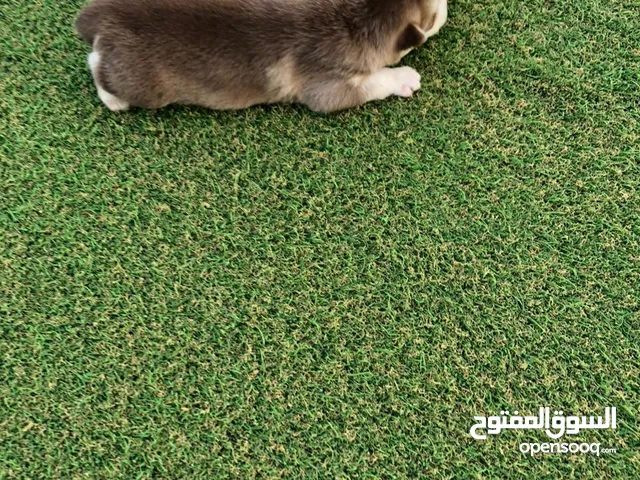 هاسكيات - husky’s
