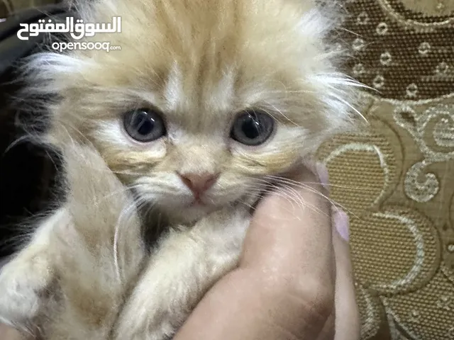 كتن سكوتش فولد