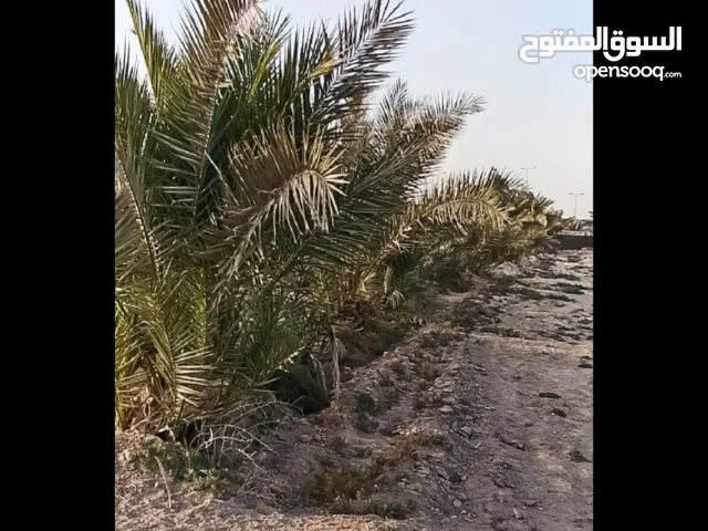 Farm Land for Sale in Najaf Kufa