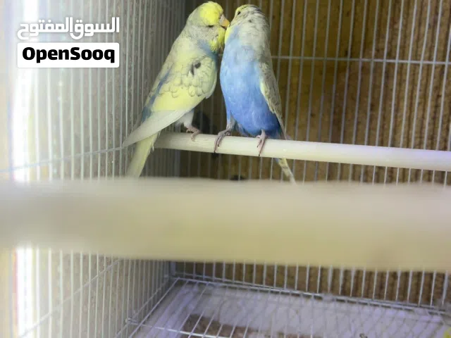 طيور حب الوصف مهم