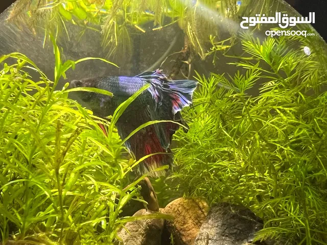 دورق مزروع نبات مائي طبيعي (تريريوم) + سمكة فايتر شرشف ثلاث الوان صحة ممتازة السعر 40 الف وبيه مجال