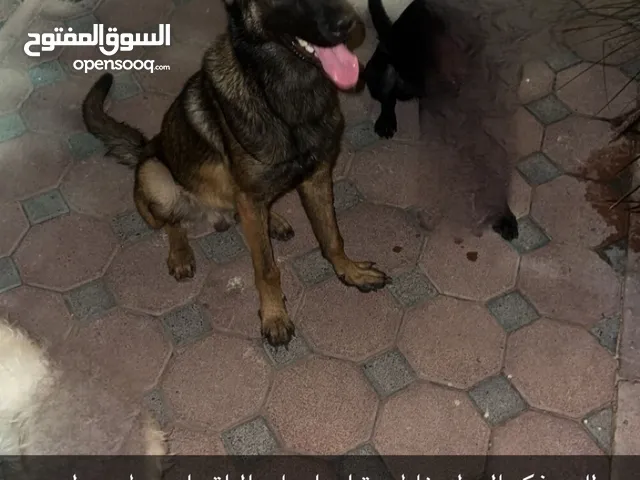 كلب منيلوا حط سعرك ب المعقول و تعال شله