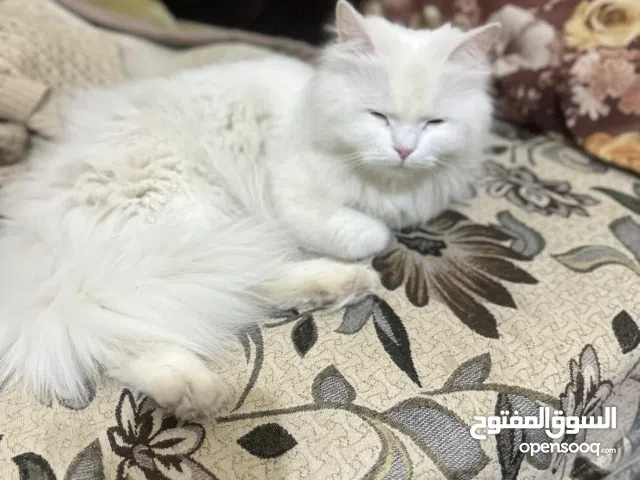 قطه شيرازي للبيع  اللون ابيض بسعر 12 الف