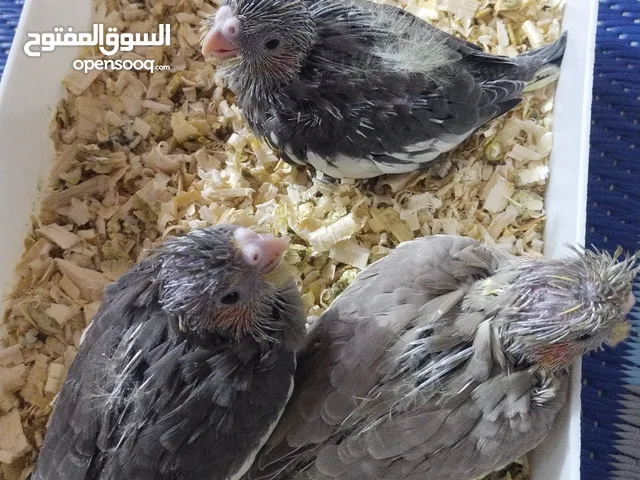 السلام عليكم الوصفة مهم