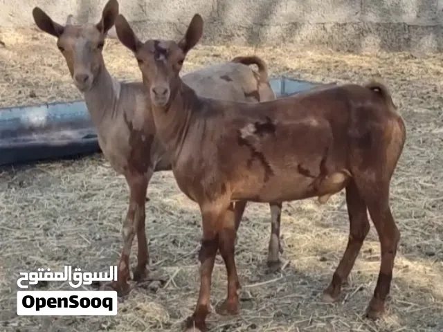 جدي مشروع فحل 1 وسخله انثى 1 من الحلال الصلاليات الجيشيات طيبات للتربيه وشاه 1 من الحلال الرحبي