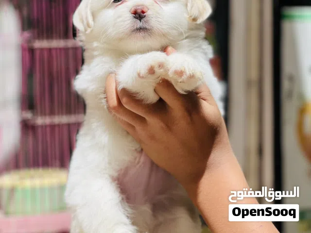 جيرفون الماني