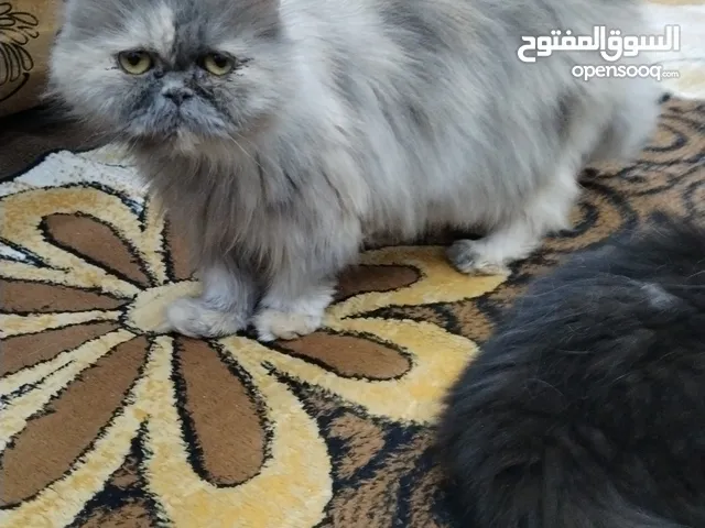 قطه بيرشم نثيه فحل