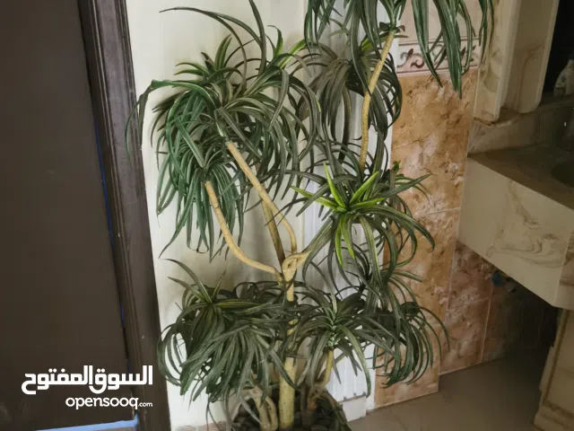 مزهريات زينه