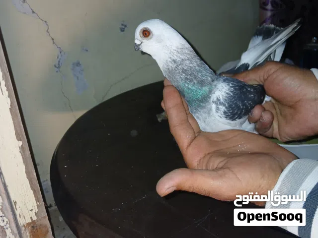 عمري بواز حلوات