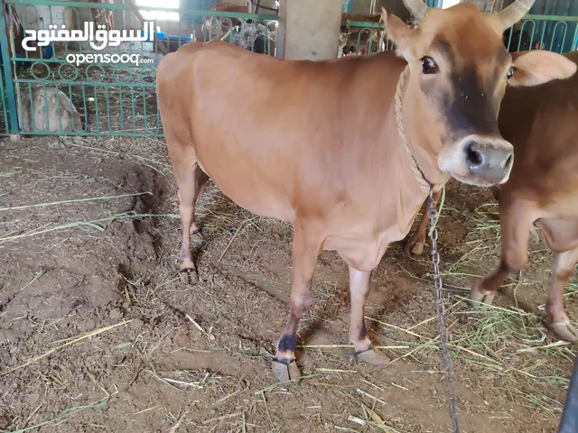 بقرة سمنه فل مطعومه سح وقت