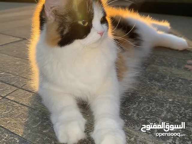 قطه نوع كاليلو
