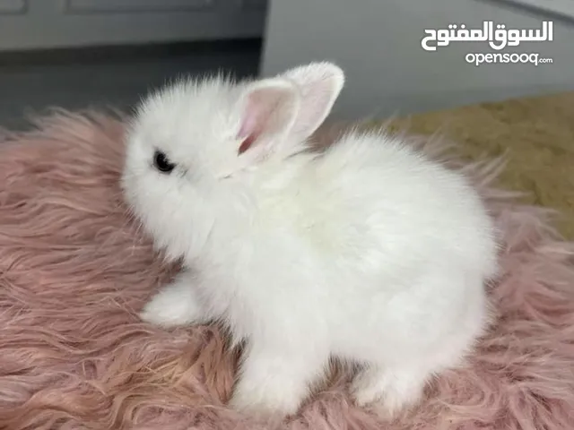 أرنب القزم