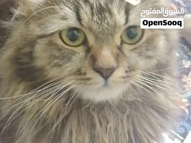 قط ليو ذكر يحب اللعب و حركي جدا