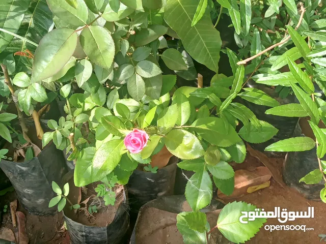 مشتل ابو مريم