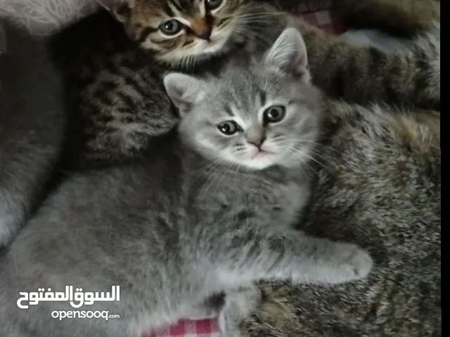 بريتش شورت هير