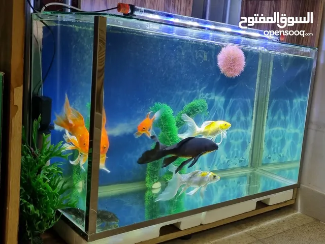 حوض سمك حجم كبير LARGE FISH TANK