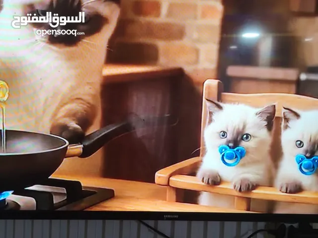 قط للبيع ذكر لعوب وهادئ