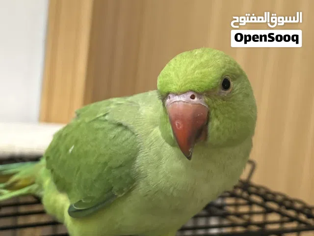 ببغاء الدرة